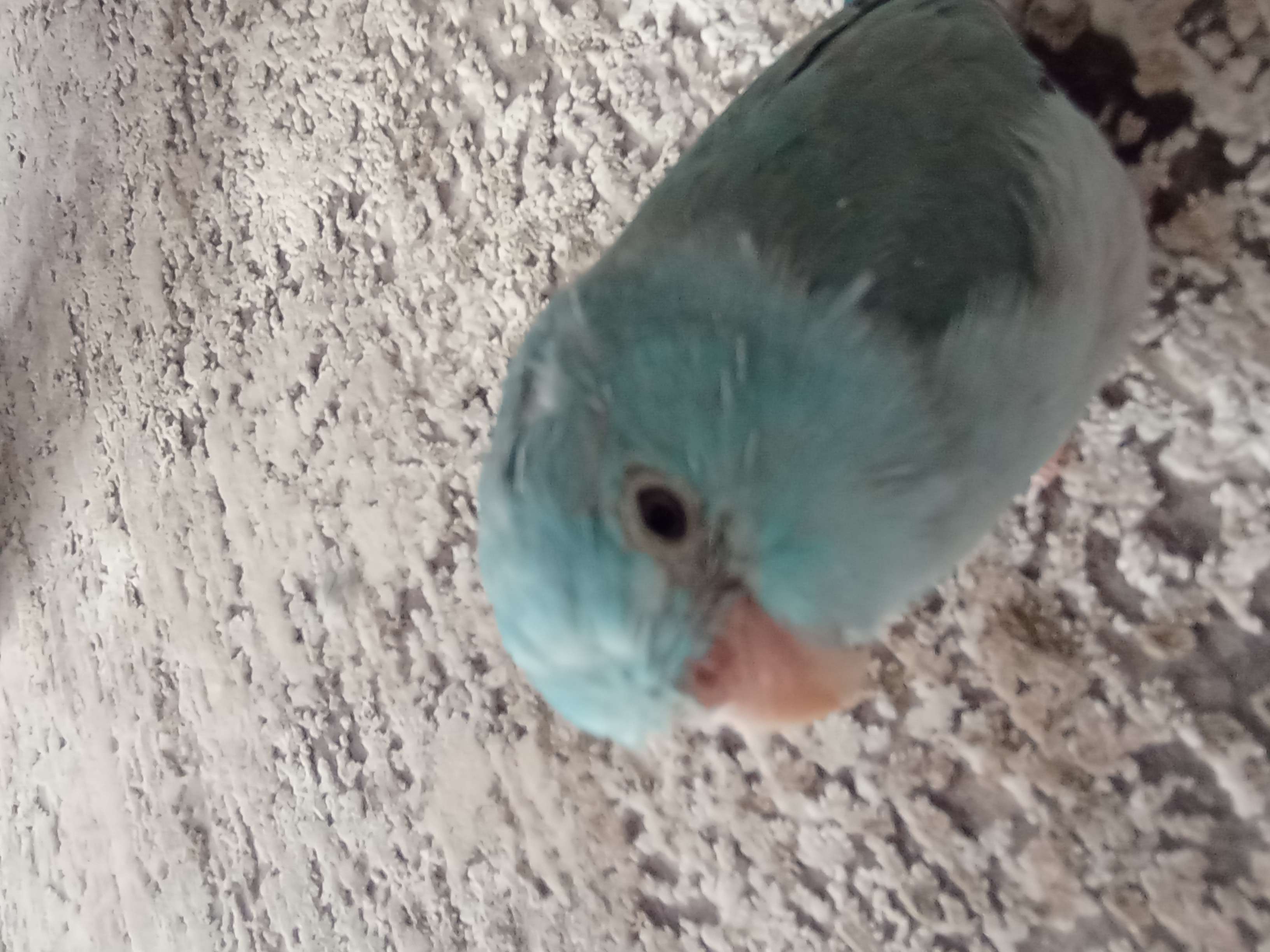  Uşak'ta Mavi forpus papağanımın kayboldu 