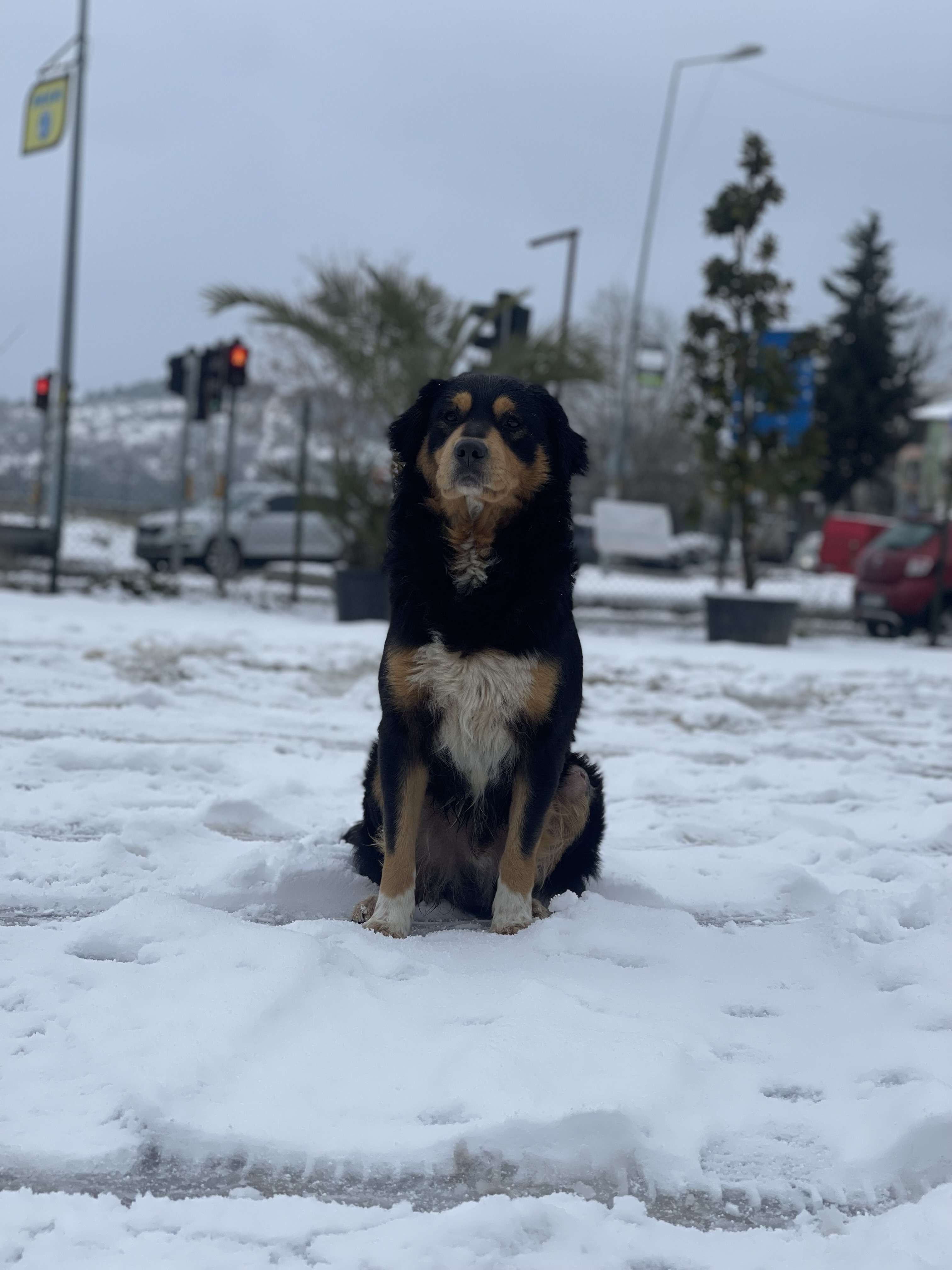 KAYIP KÖPEK ARANIYOR