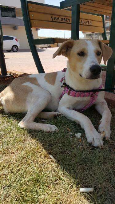 Şahinbey , Akkent'te Pembe Tasmalı , Dişi Kayıp Köpek