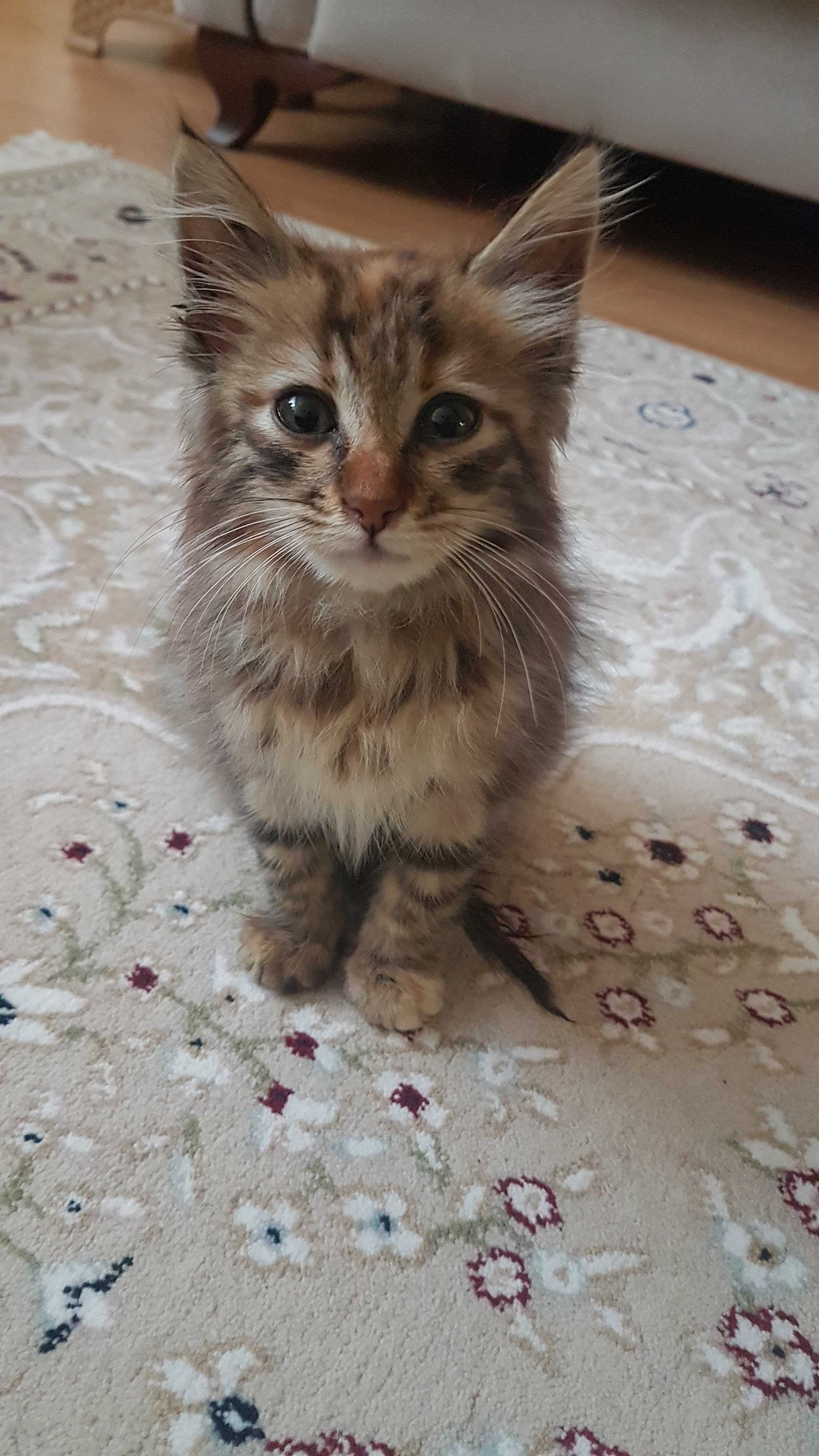 kedi ilanı