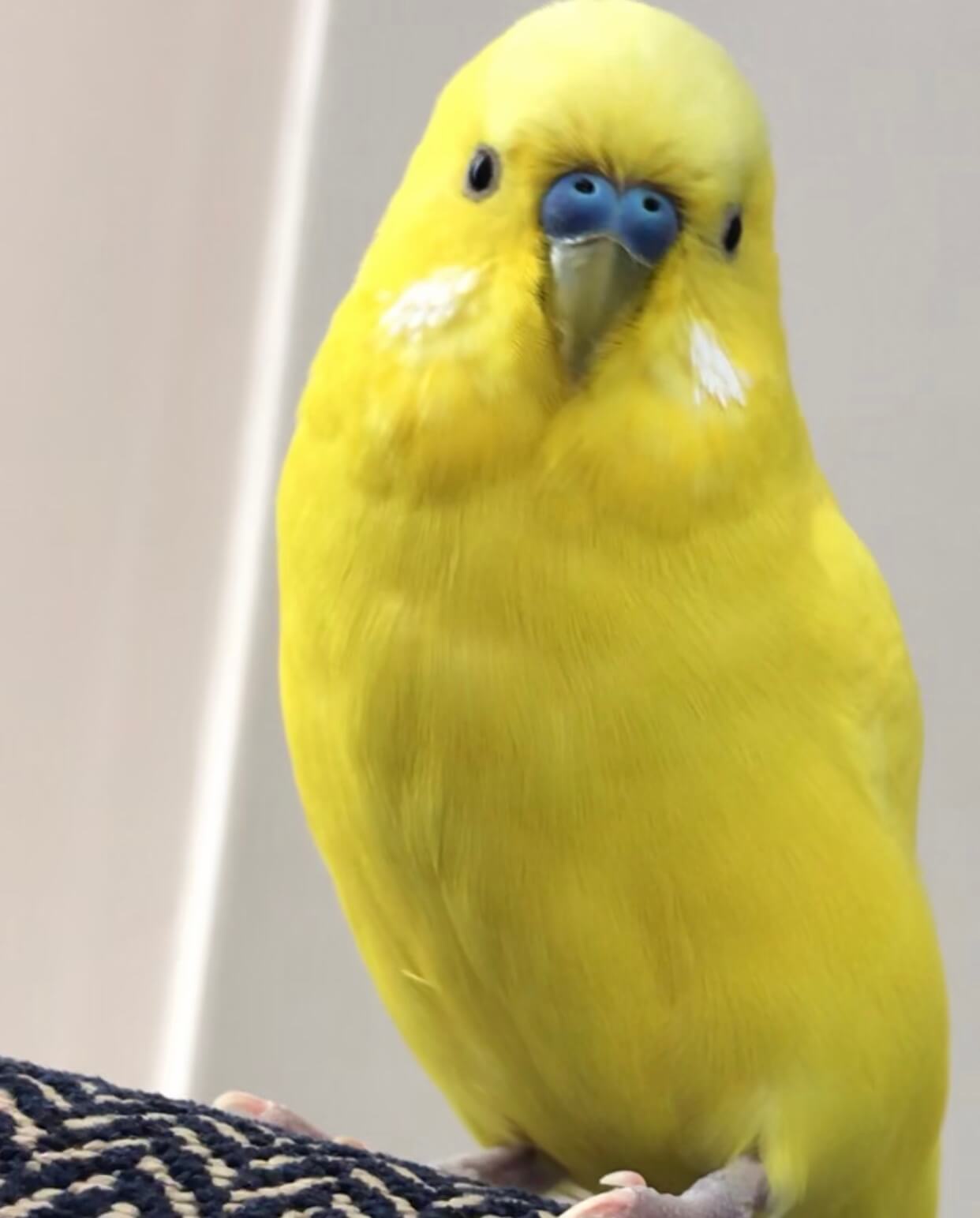 Cok Acil Sari Muhabbet Kusu Ilani 3225 Goren Duyan