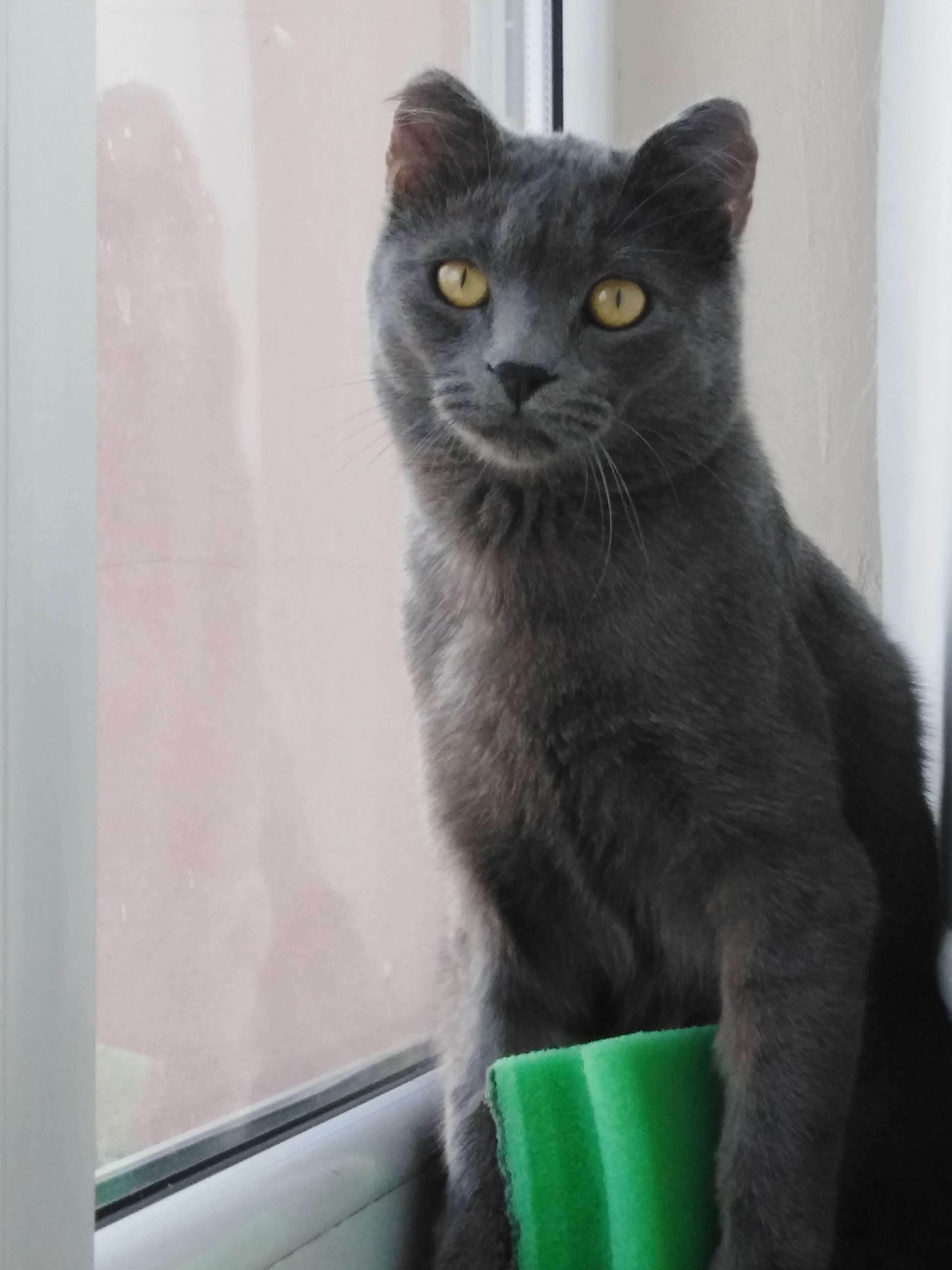 Kayıp kedi İlanı 6192 Gören Duyan