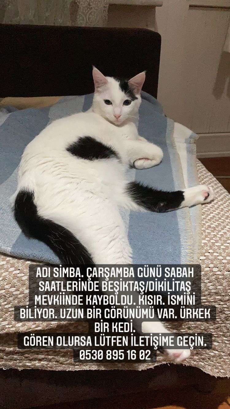 Dikilitaş�ta Kayıp kedi İlanı 7878 Gören Duyan