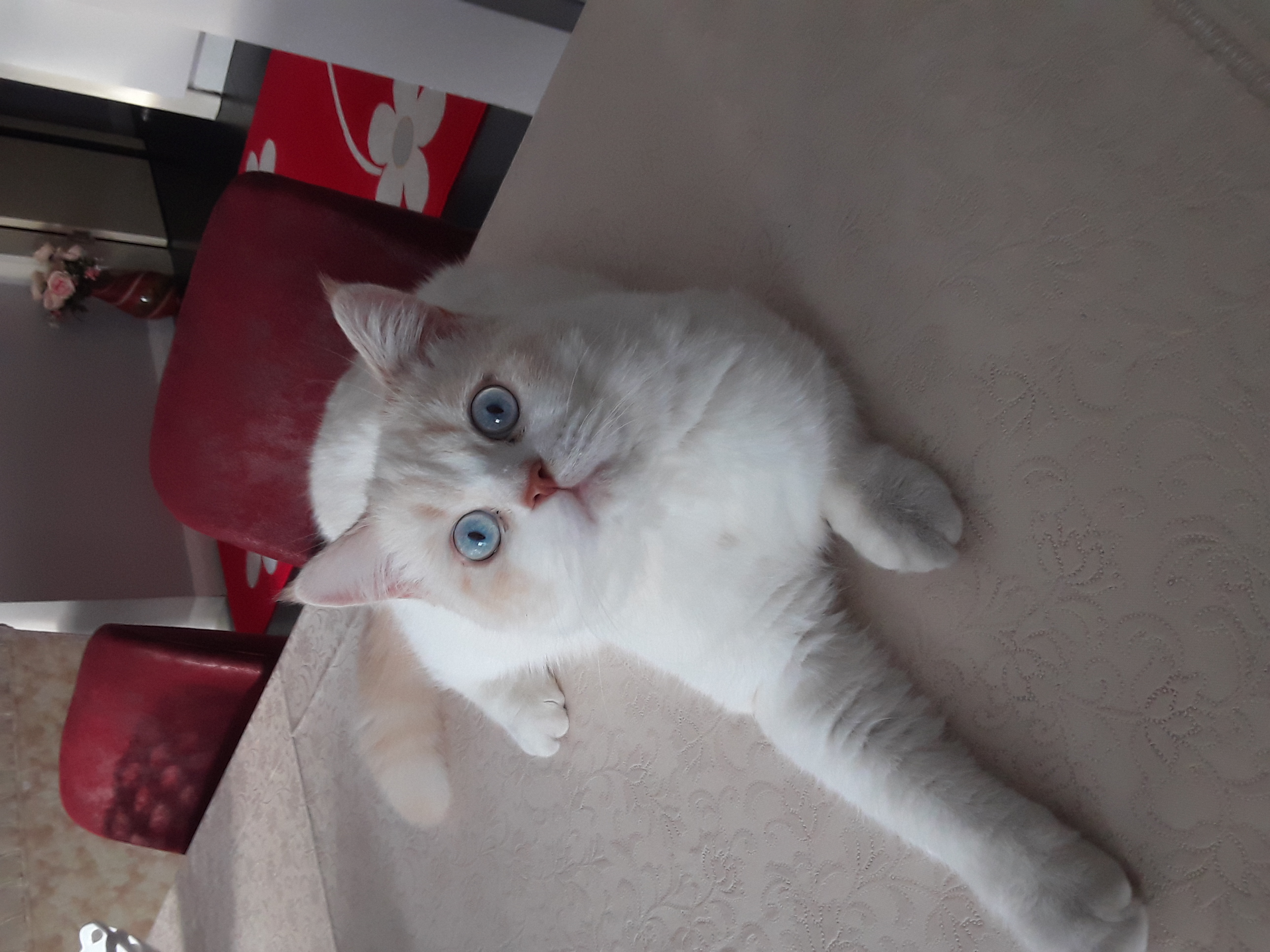 Kayıp kedi Gören Duyan