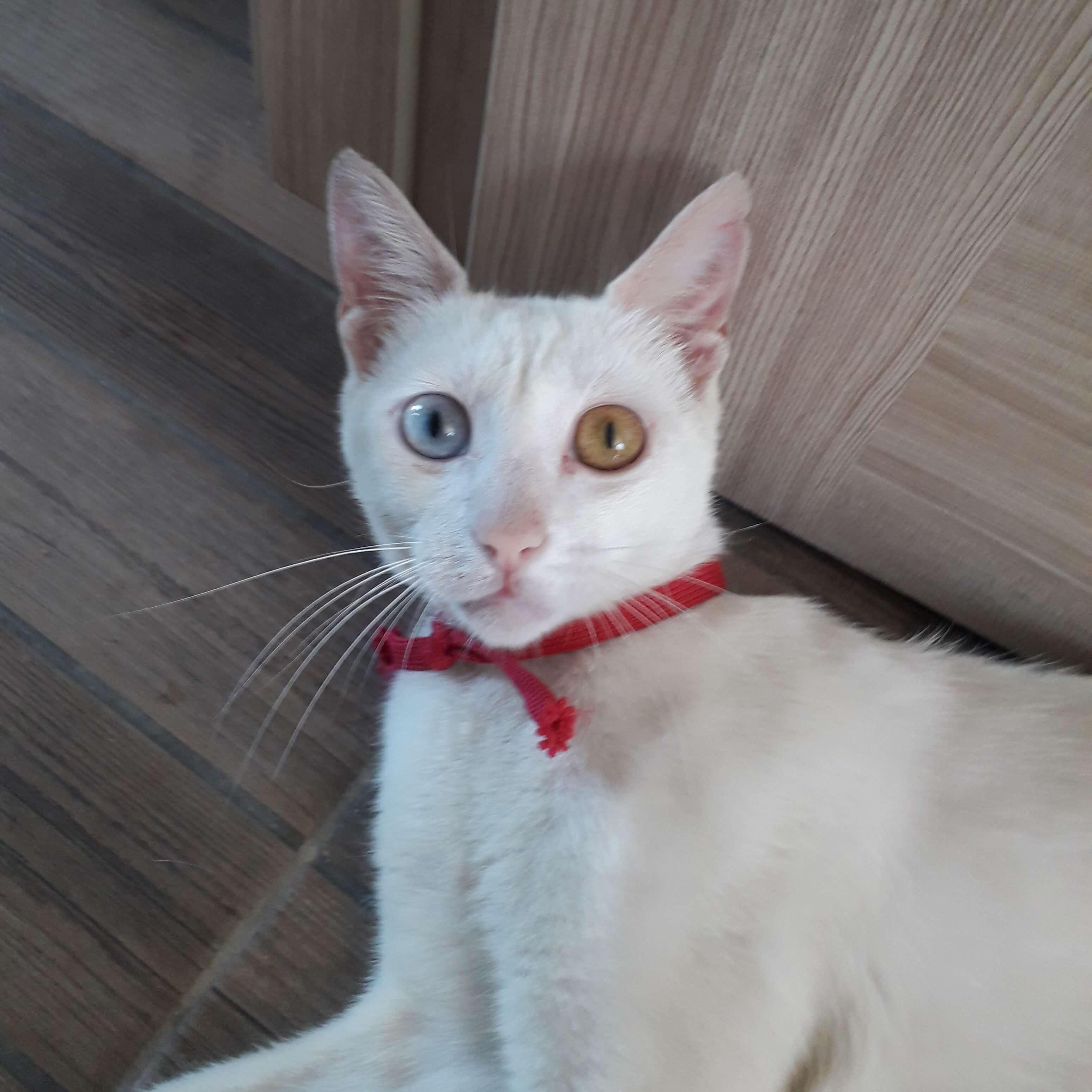 kayip van kedisi İlanı 2882 Gören Duyan