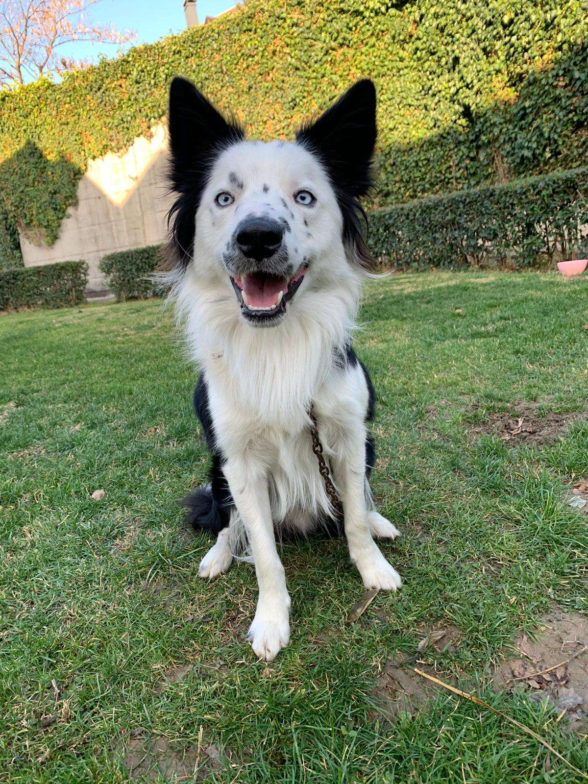 Kayıp border collie