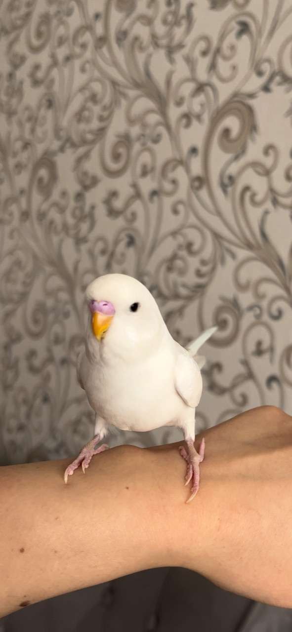 Beyaz Albino Muhabbet Kuşu