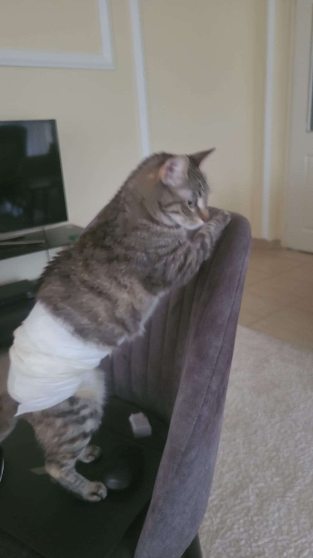 Ameliyatli bandajlı kedim kayıp