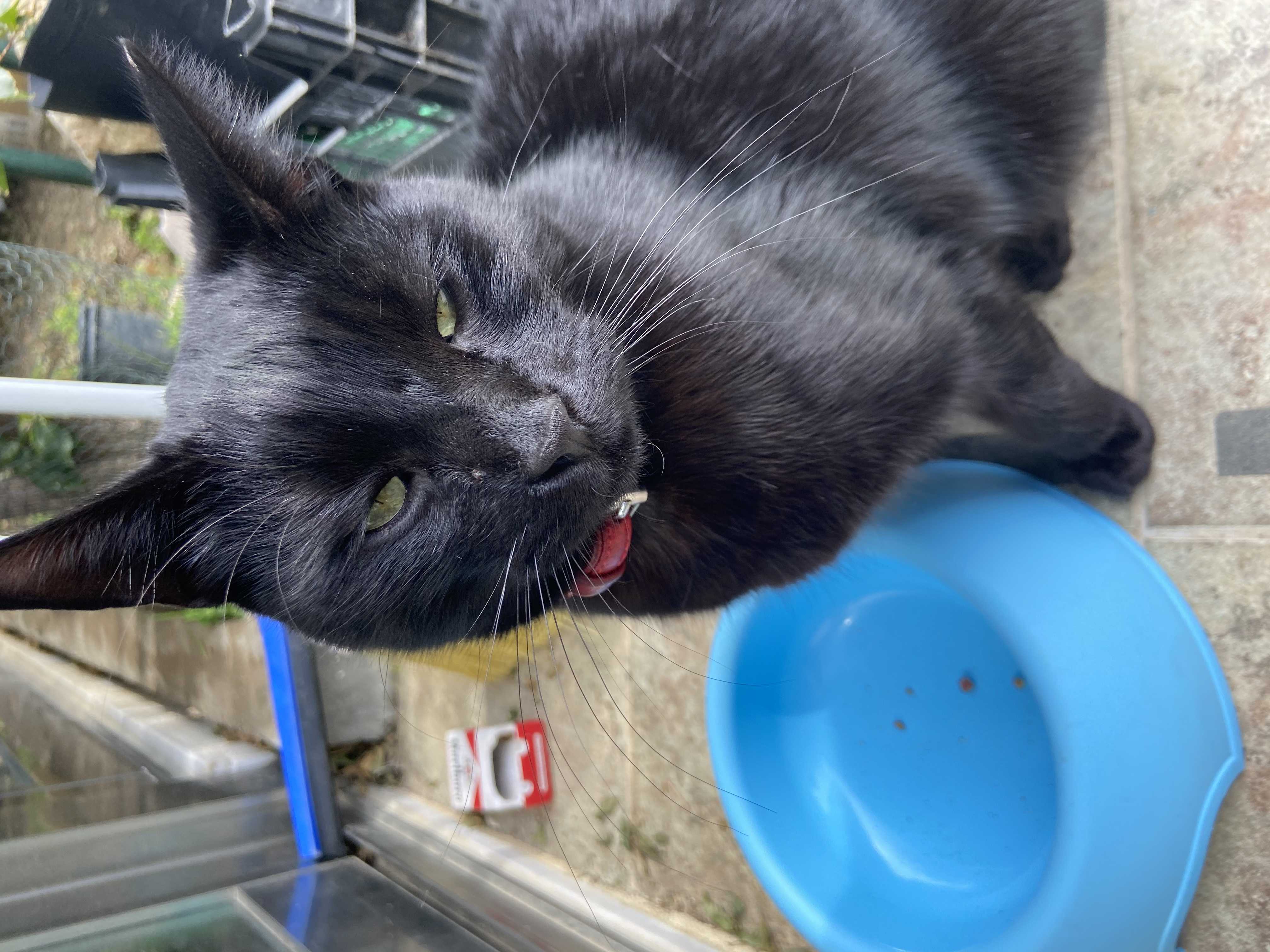 Bulunan siyah kedi İlanı 5127 Gören Duyan