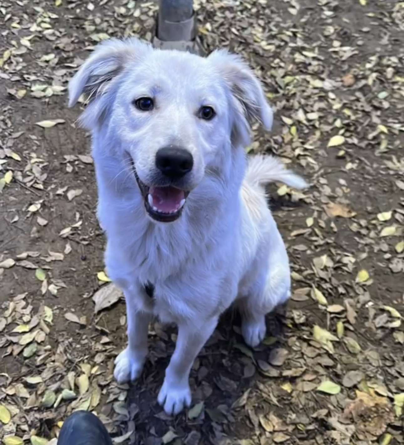 Kayıp Köpeğim Köpük
