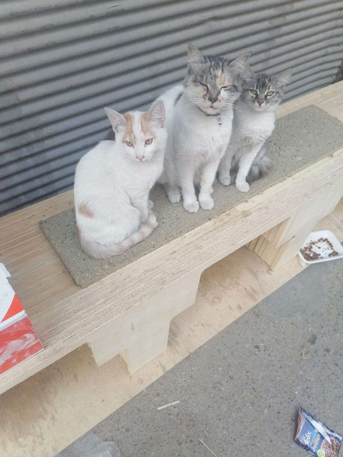 KEDİMİZİ BULUN LÜTFEN 