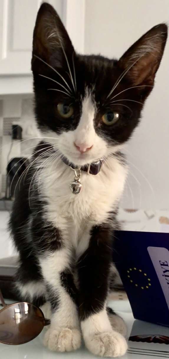 KAYIP İlanı 8658 Gören Duyan