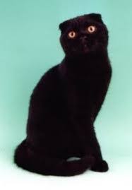  siyah scottish tasmalı kedi