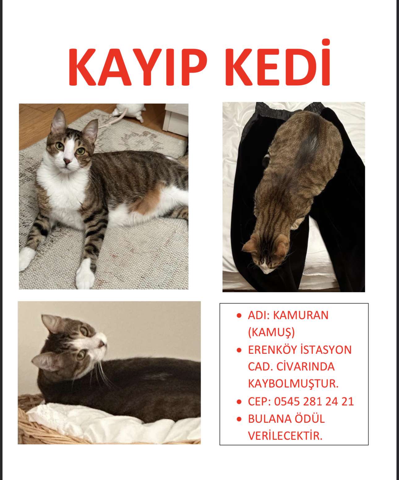Kedimiz Kayboldu - Erenköy İstanbul