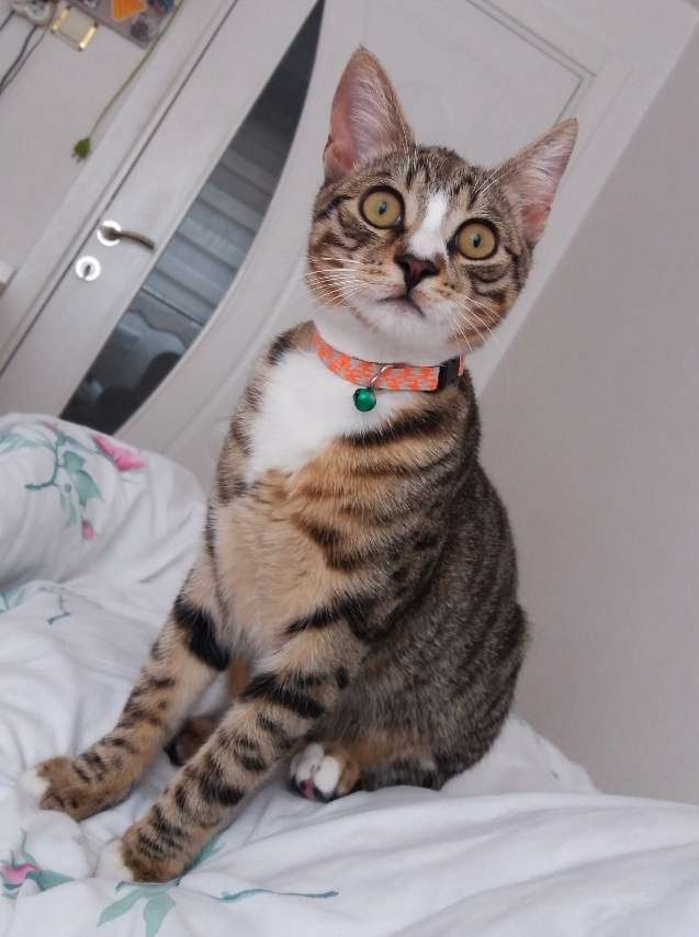 kayıp kedi