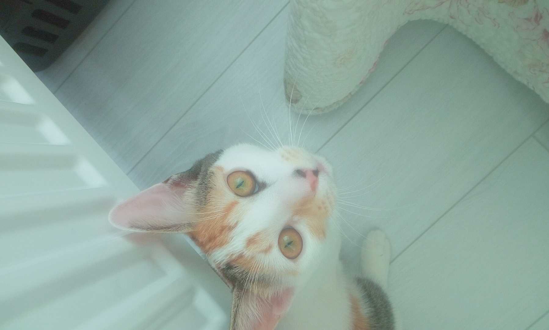 Luna 9 aylık dişi kaliko kedi İlanı 3876 Gören Duyan