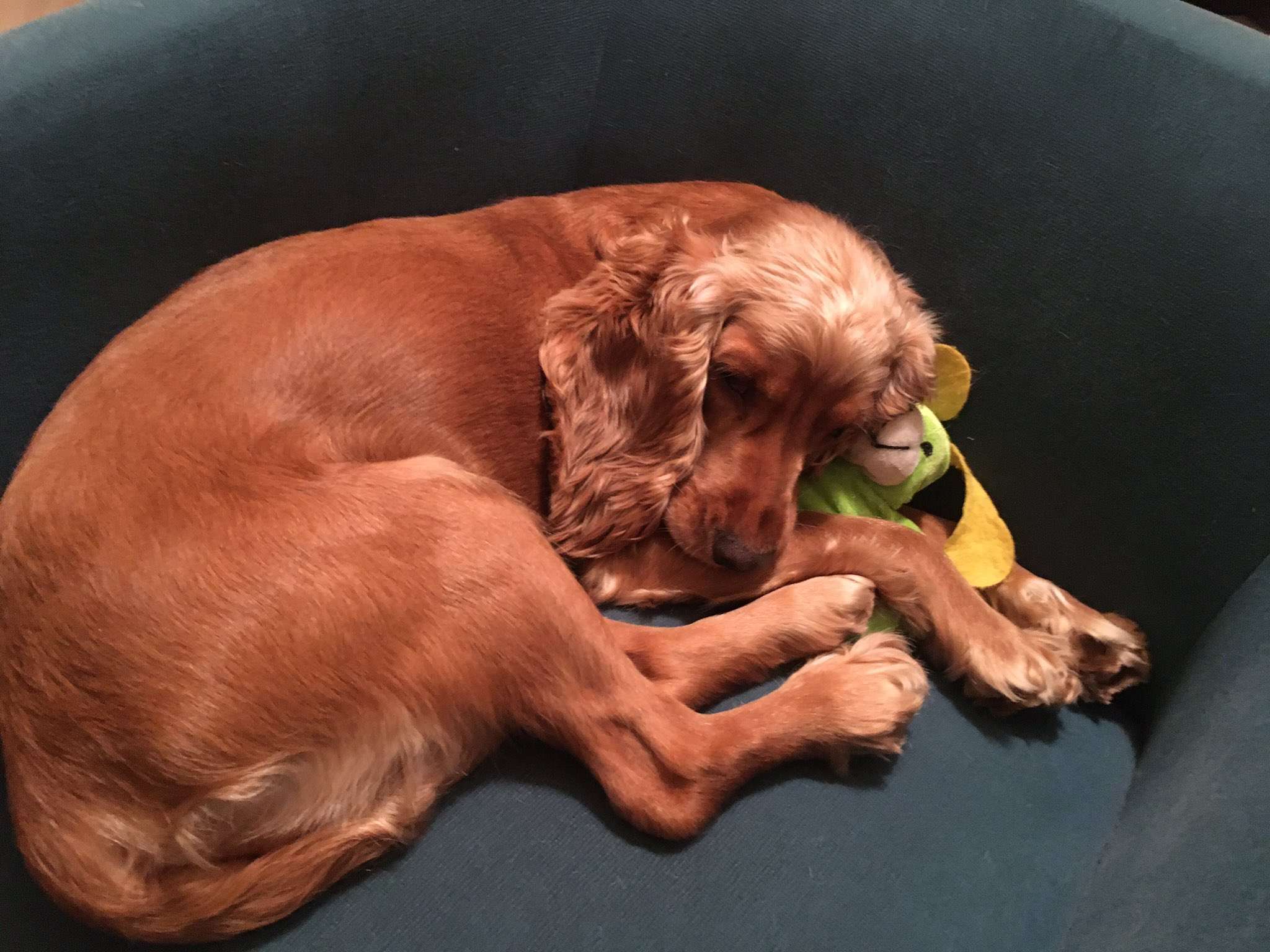 Silivri'de Kayıp Köpek