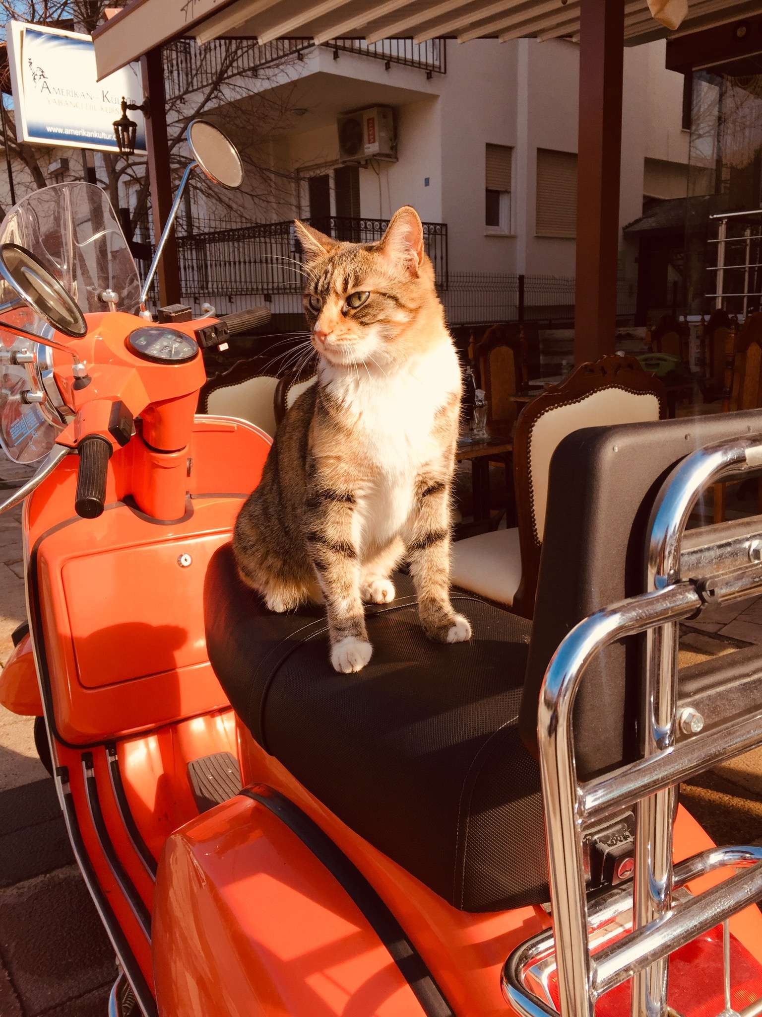 Kayıp Kedi İlanı 5118 Gören Duyan