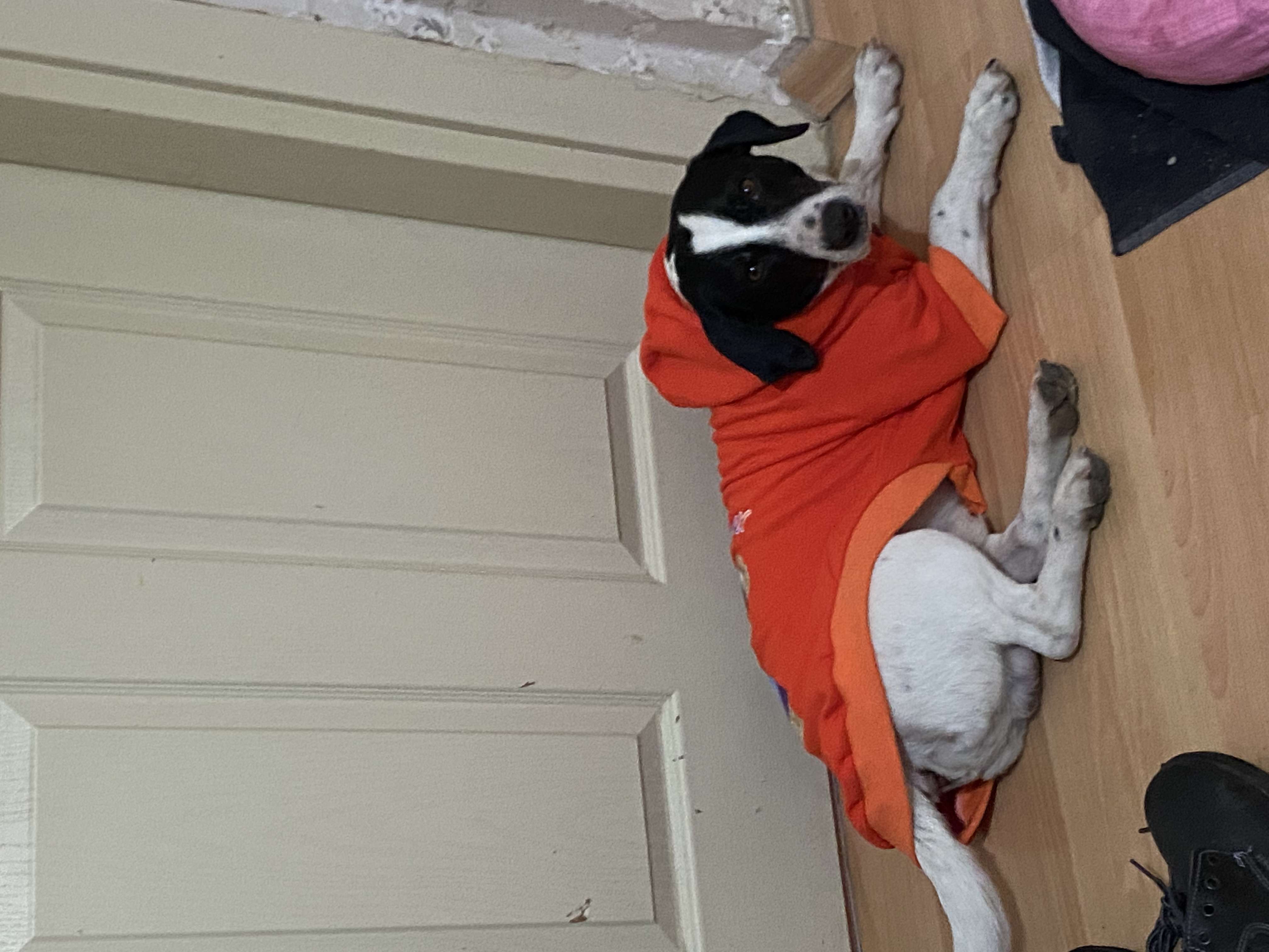 jack russel siyah beyaz kayıp