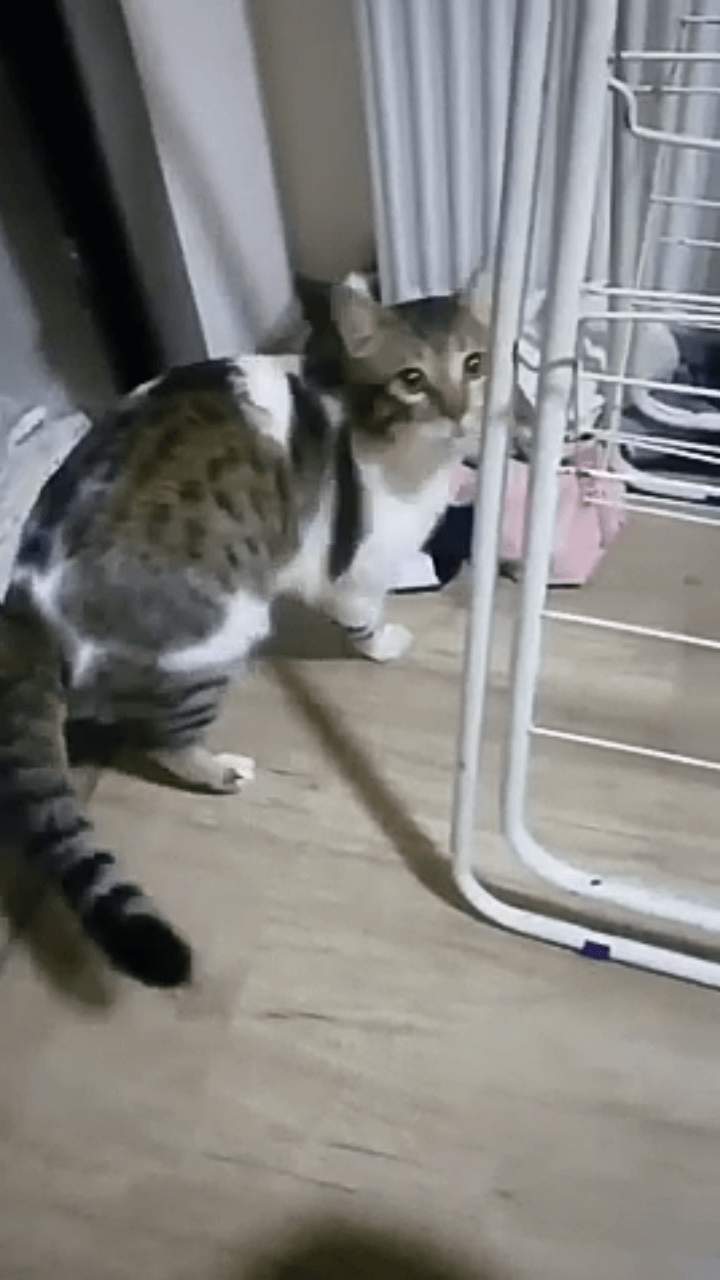 Kayıp kedi
