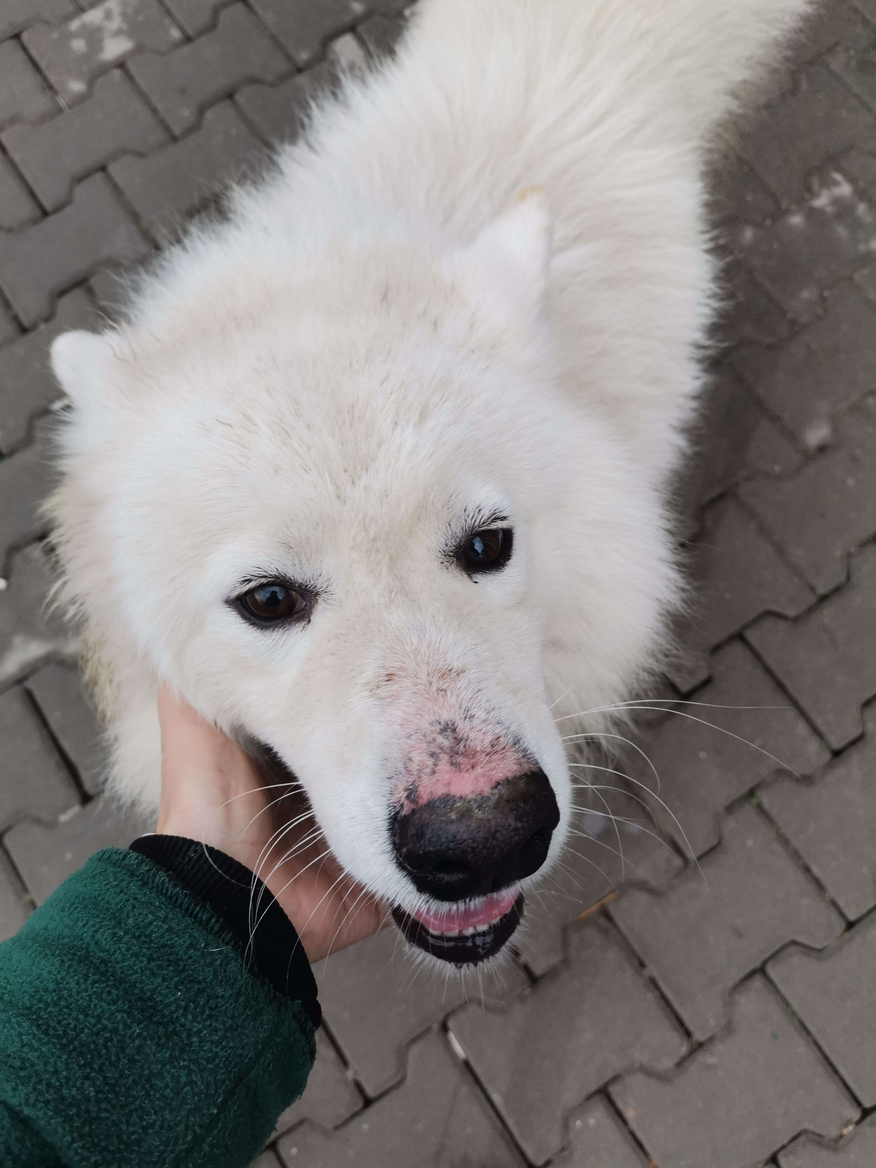 Düzce de kayıp erkek köpek