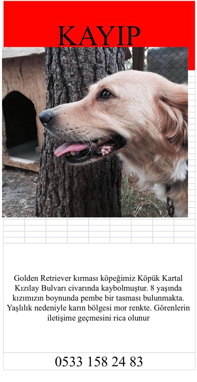 Kartal’da Kayıp 8 yaşında golden retriever