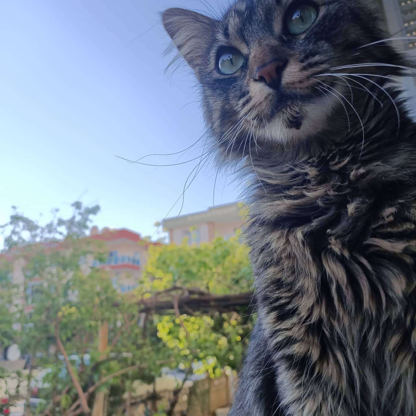 İzmir menemen kayıp kedi 