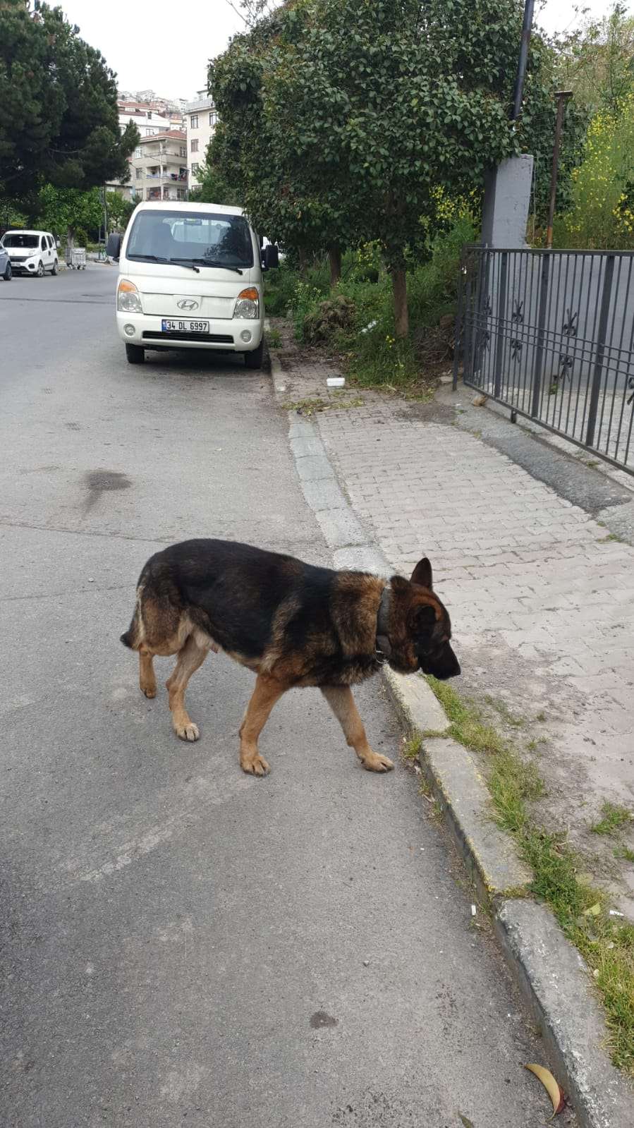 KÖPEYİM KAYBOLDU !