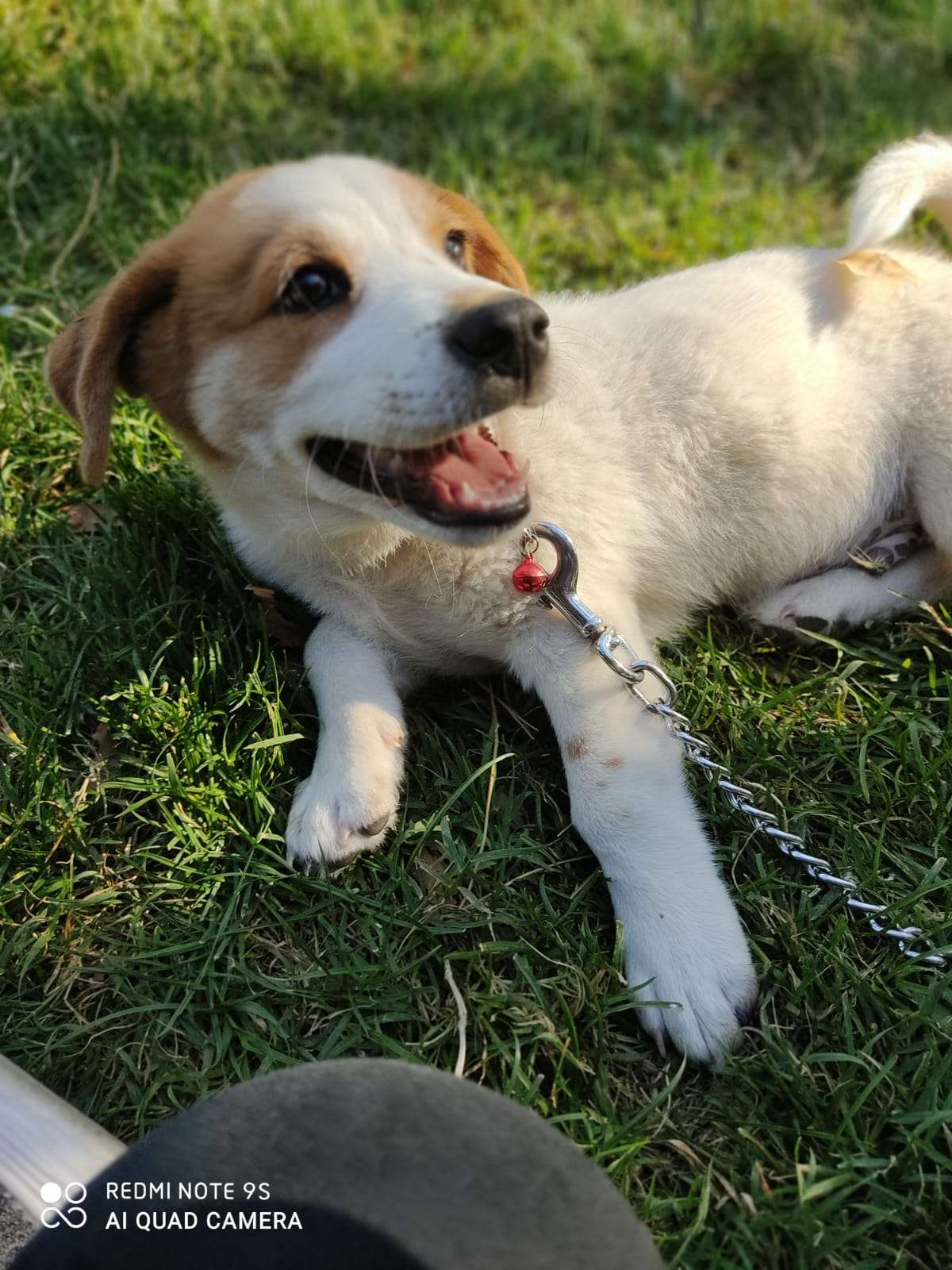 Jack Russell fino kırması 1 yaşında erkek kayıp köpek 