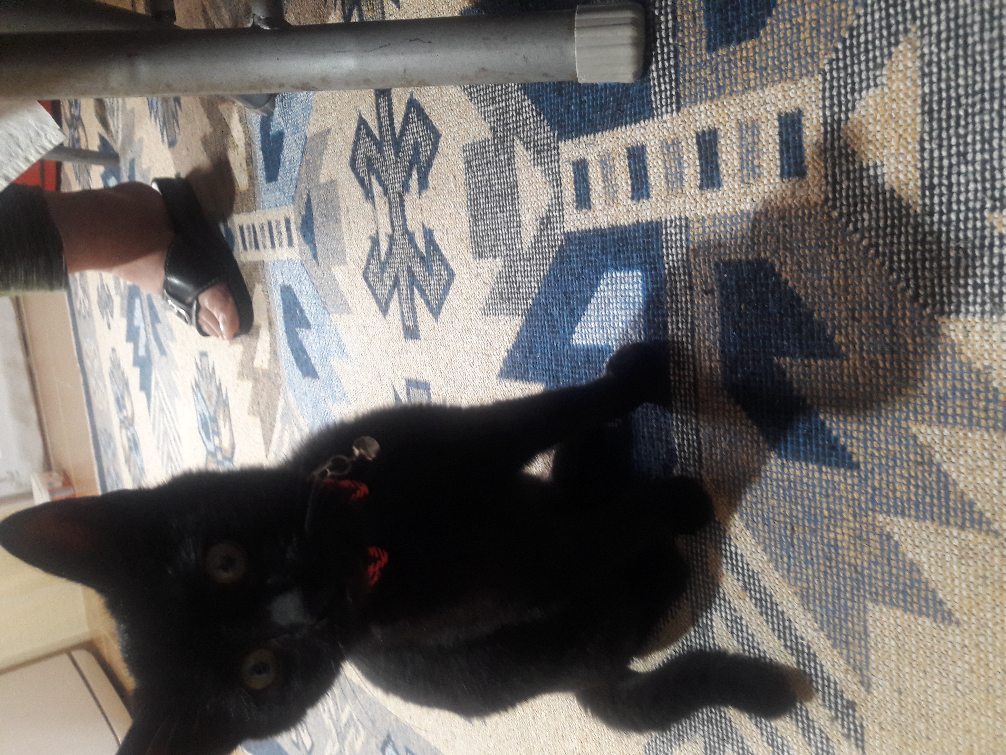 Kırmızı tasmalı kara kedi SAHİBİ ARANIYOR