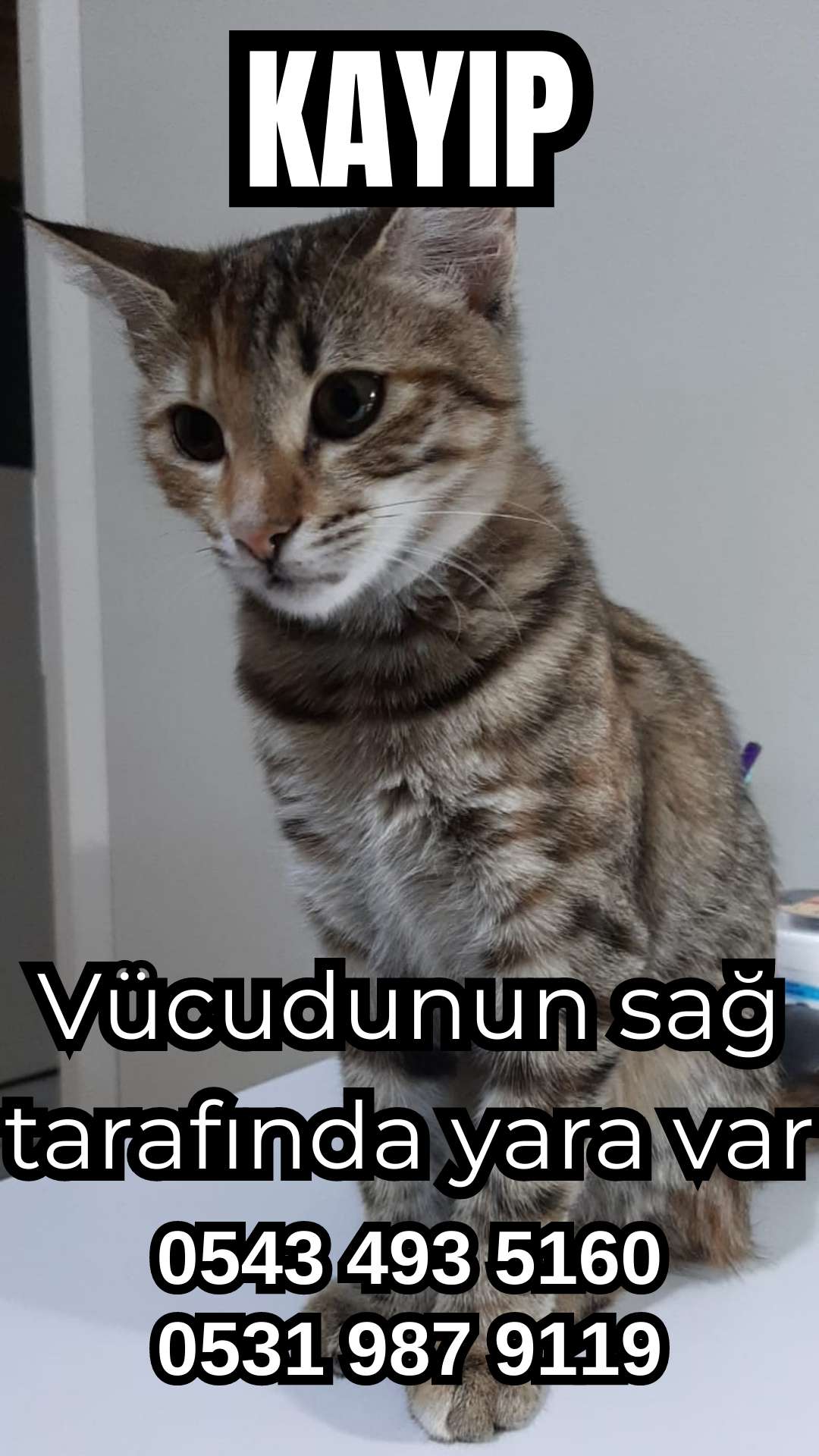 SİVAS KAYIP KEDİ