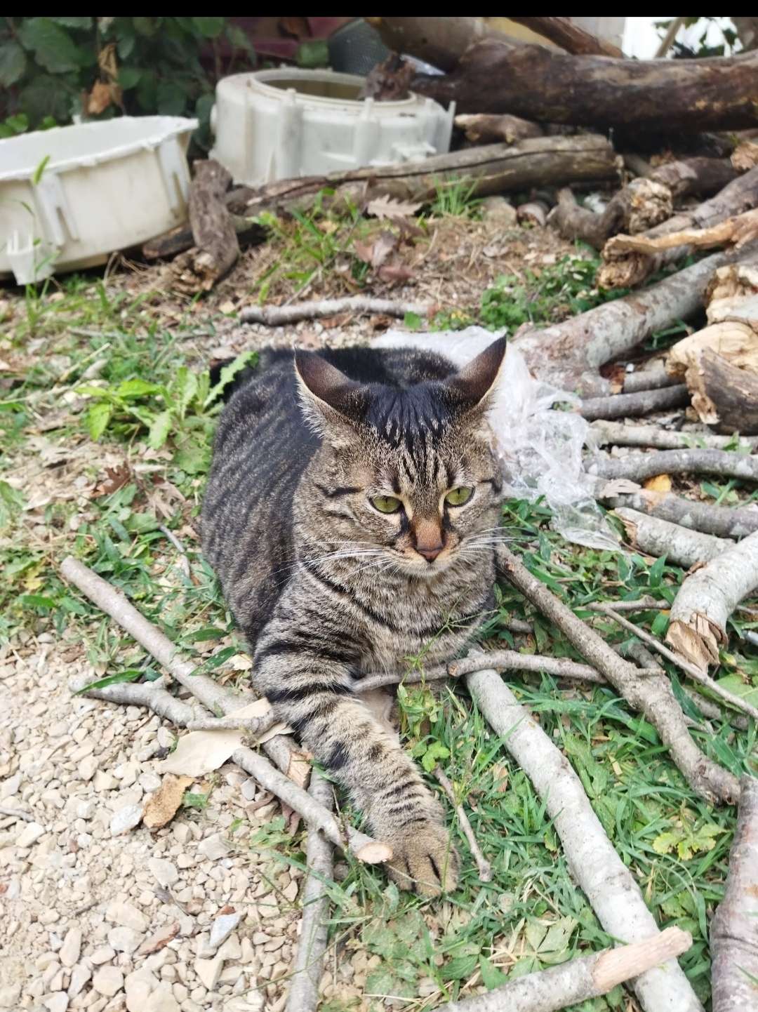 Kayıp kedi tekir