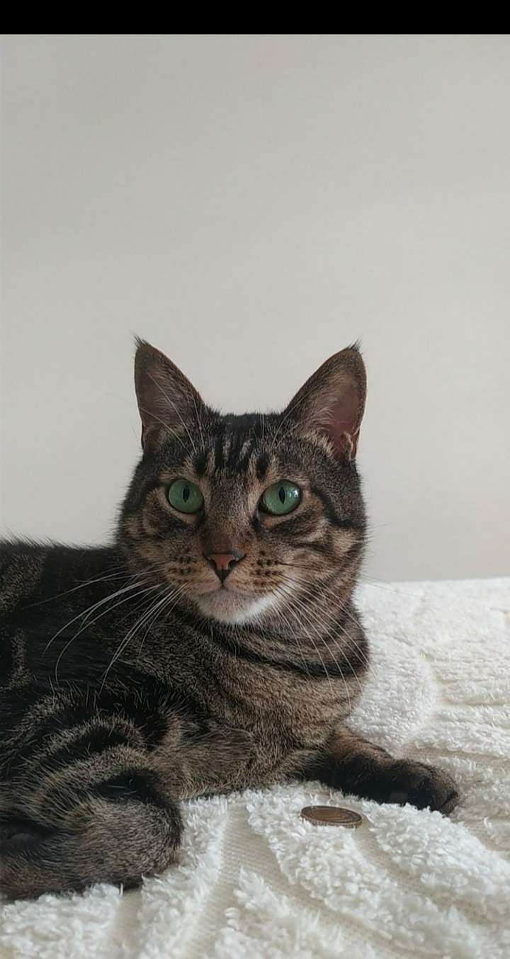 Tuzla kayıp kedi