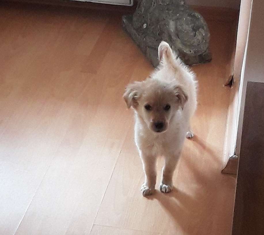 Küçükbakkalköy-ataşehir golden kayıp 