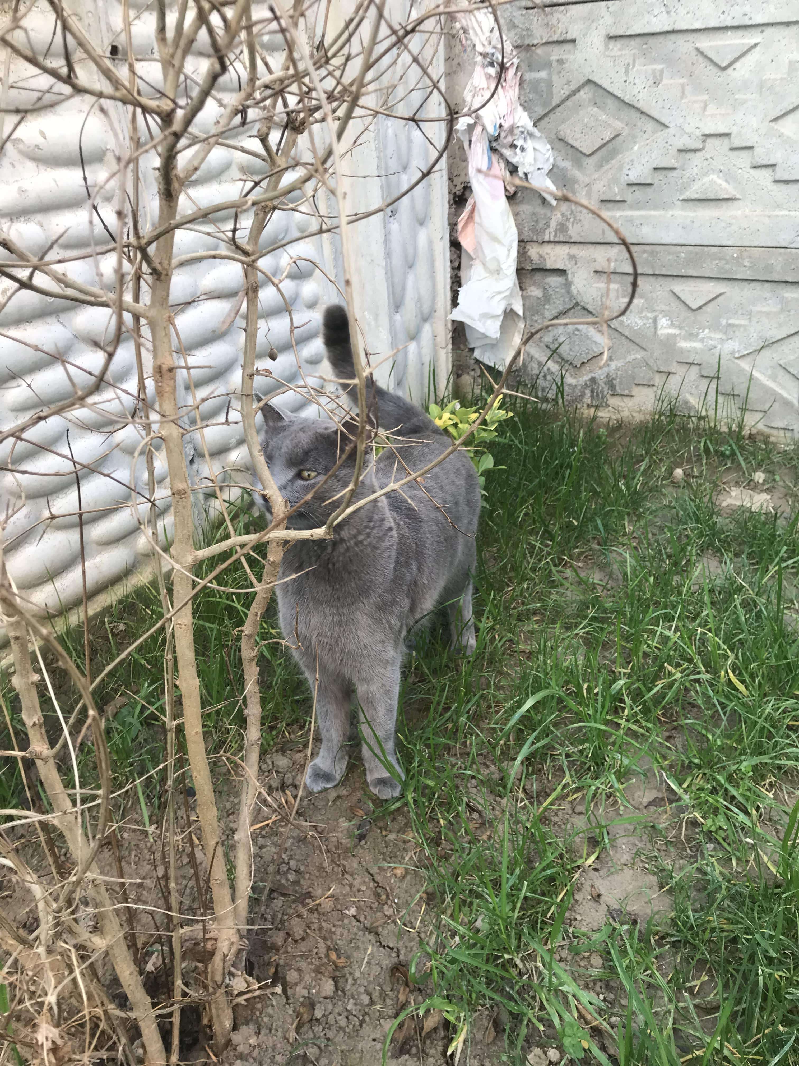 güneşler mezarlığı yakını cins kedi 