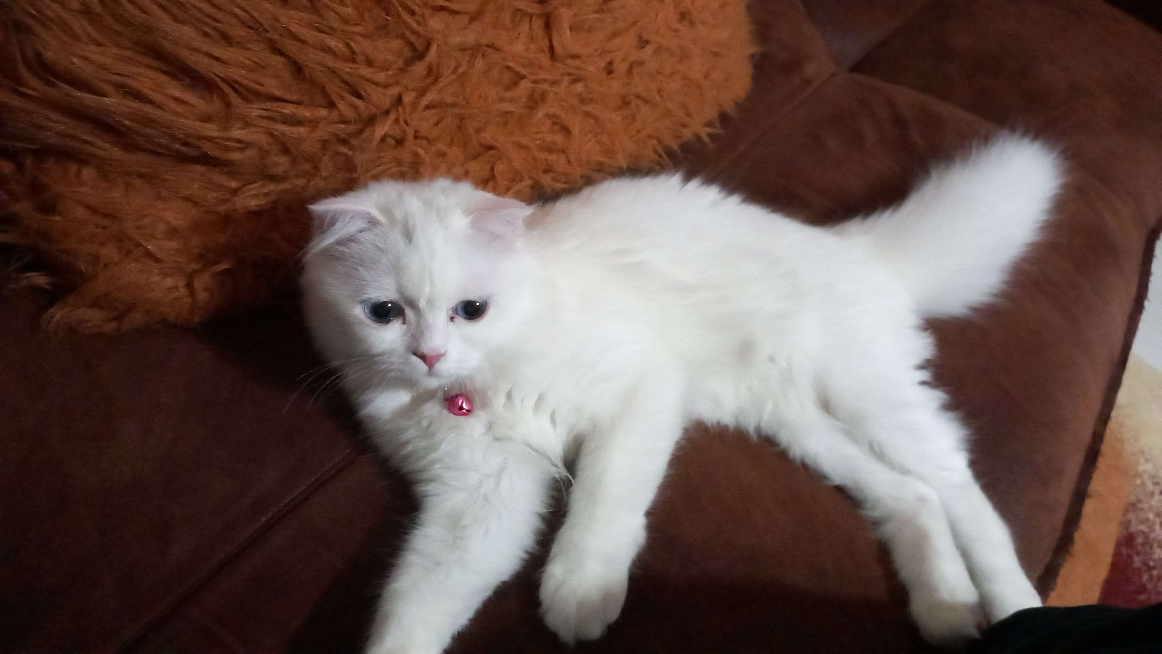 Sivas-Alibaba kayıp kedi