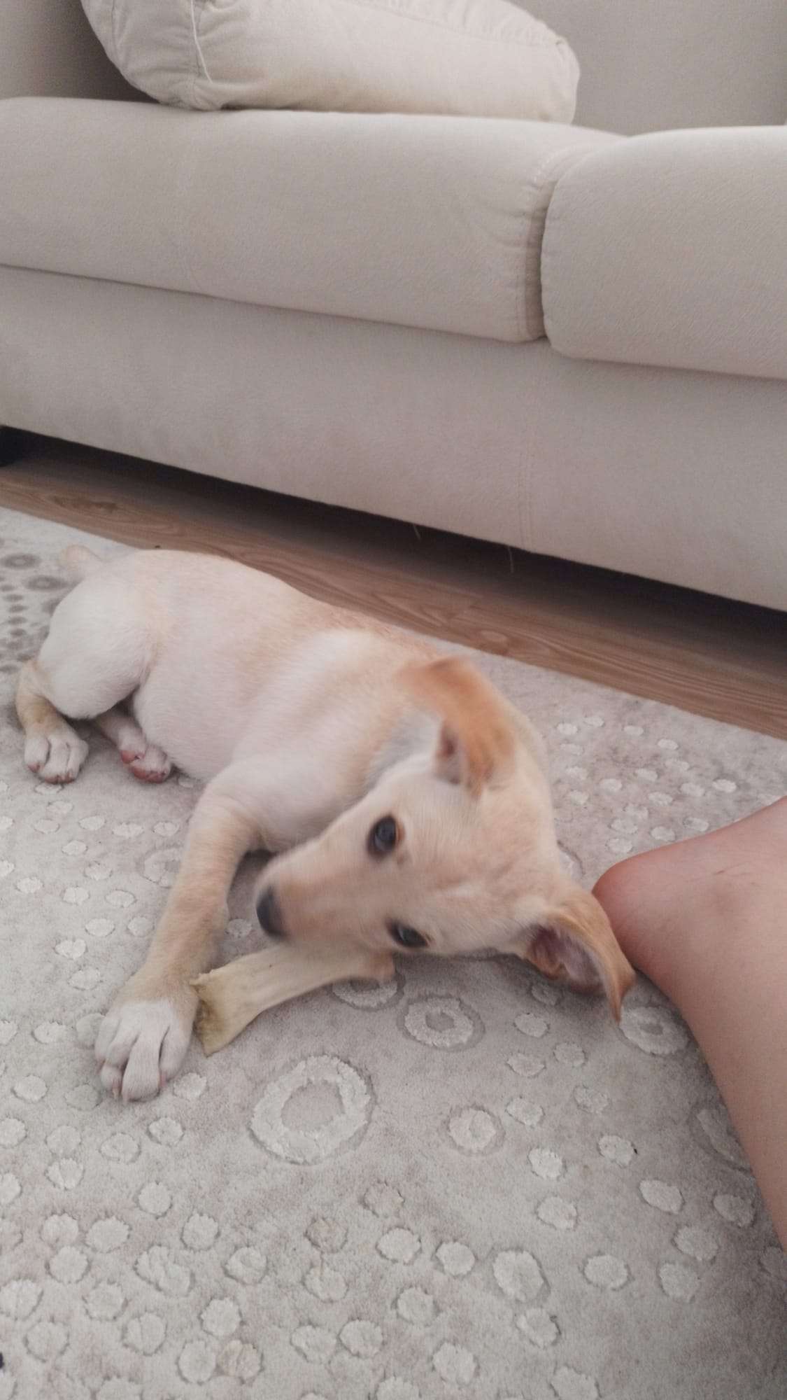 BULUNAN OYUNCU BEBİŞ