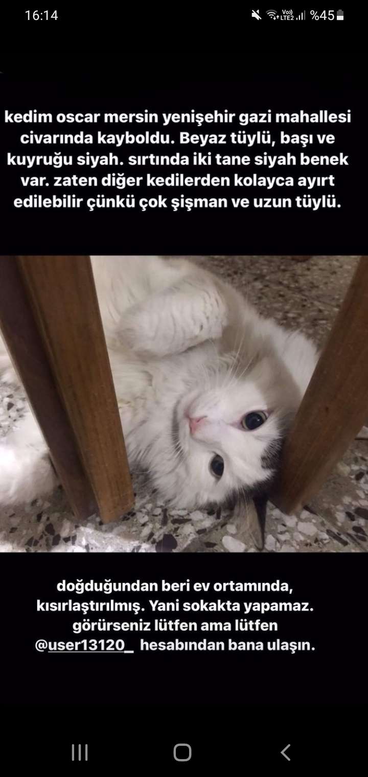 Mersin Kayıp Kedi İlanı