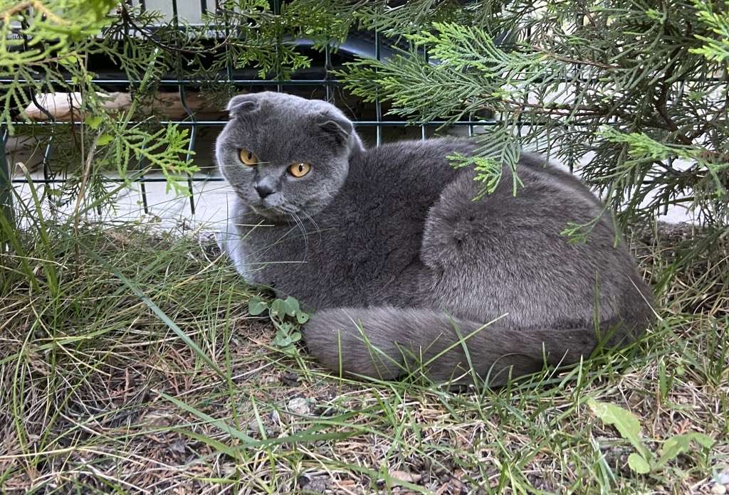 Scotish Fold Kayıp Kedi İlanı 3620 Gören Duyan