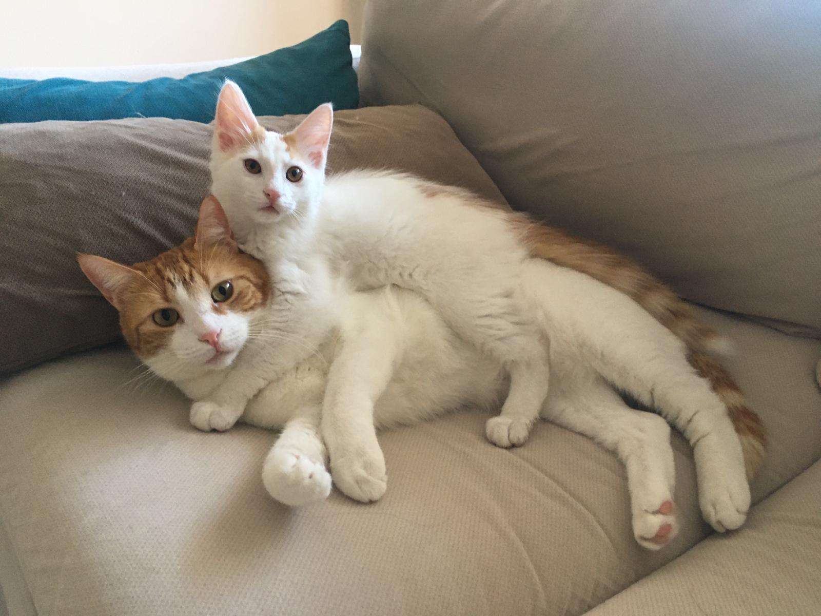 İki kedimiz kayıp İlanı 3599 Gören Duyan