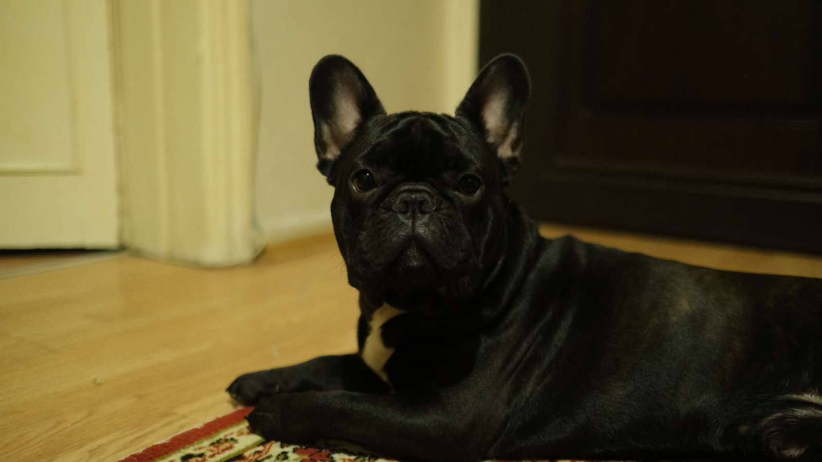 NEDO KAYIP 'FRENCH BULLDOG'