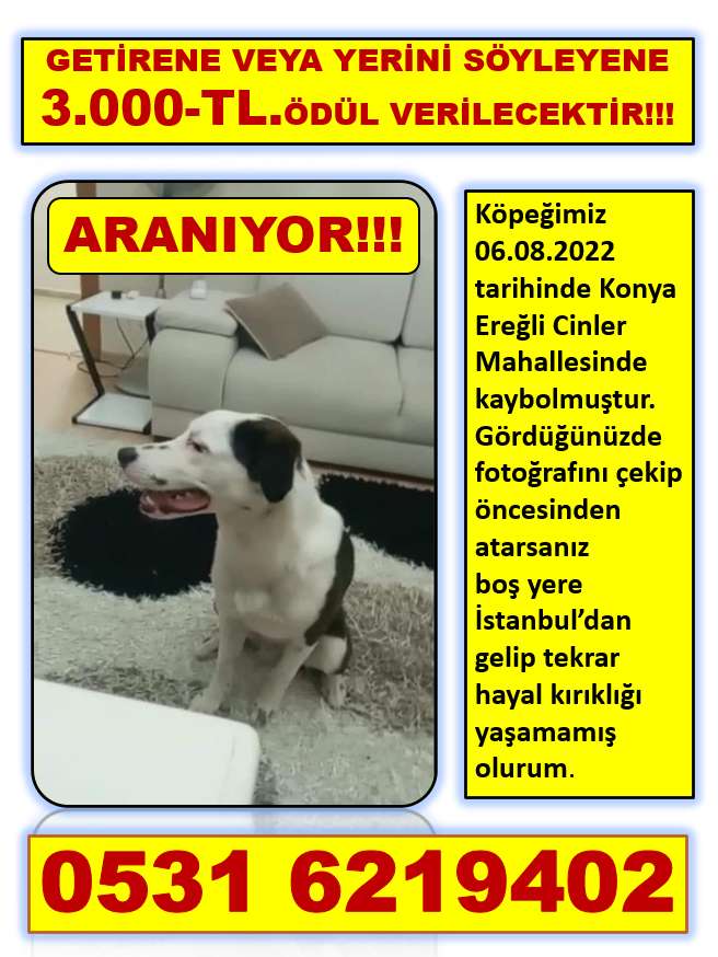 KÖPEĞİMİZ DUMAN KAYIP