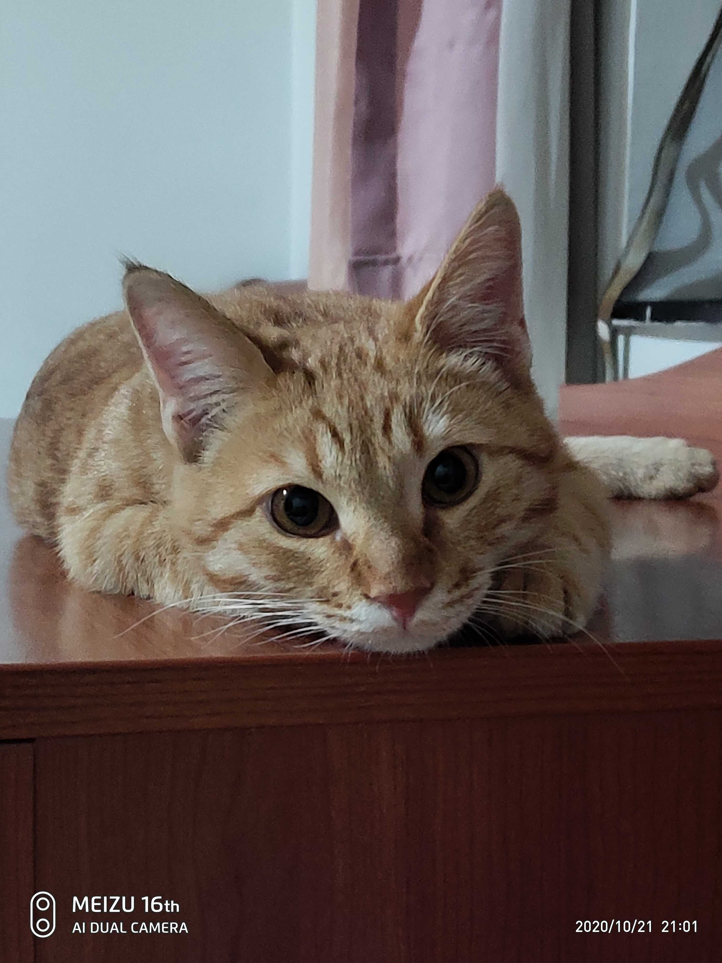 kül rengi kedi