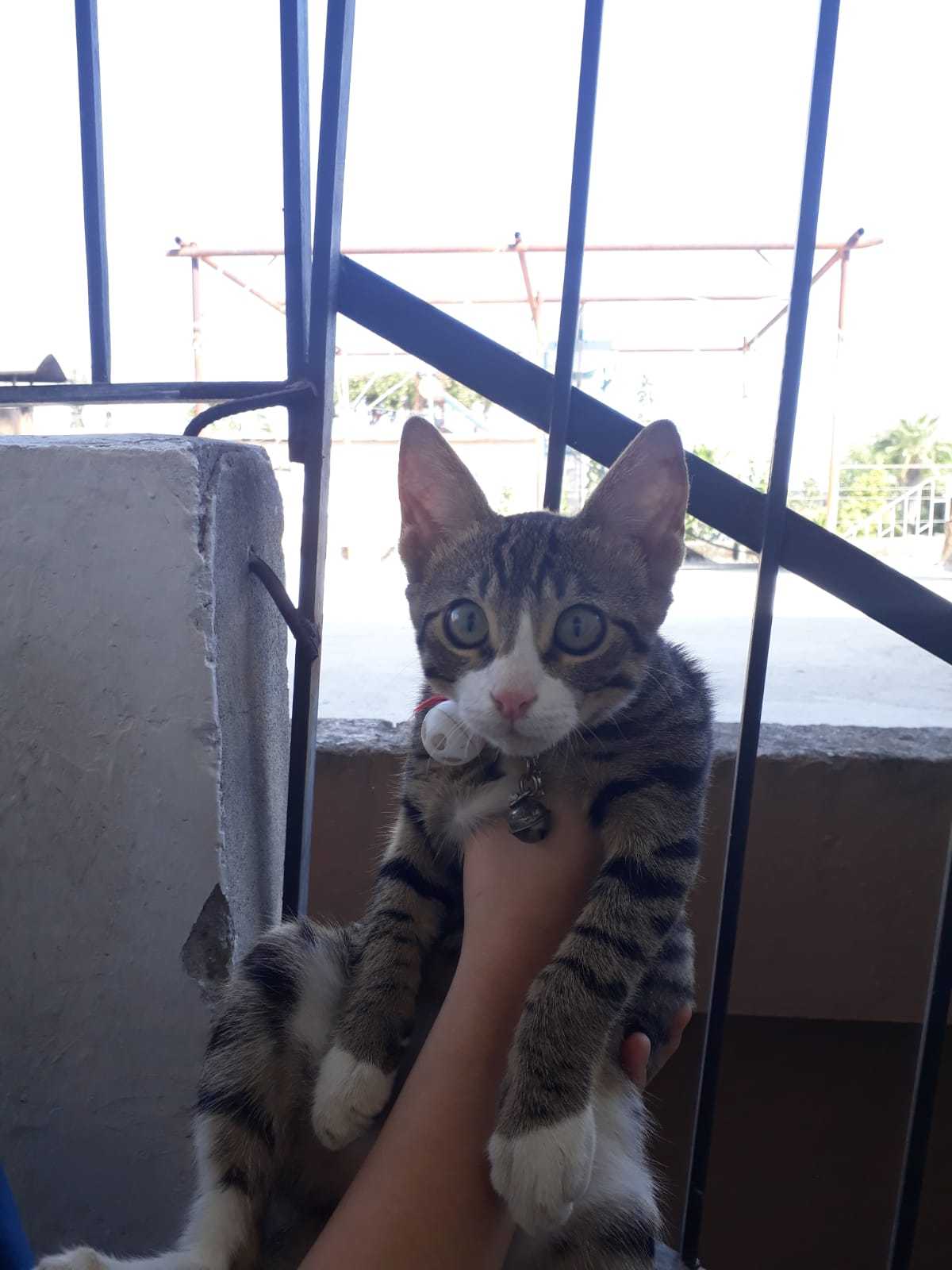Adana seyhan tekir Gören Duyan