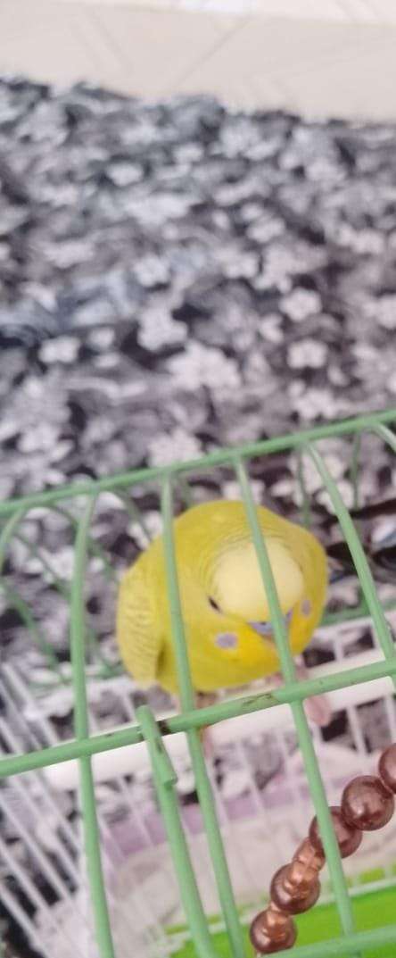 Muhabbet kuş kayıp 