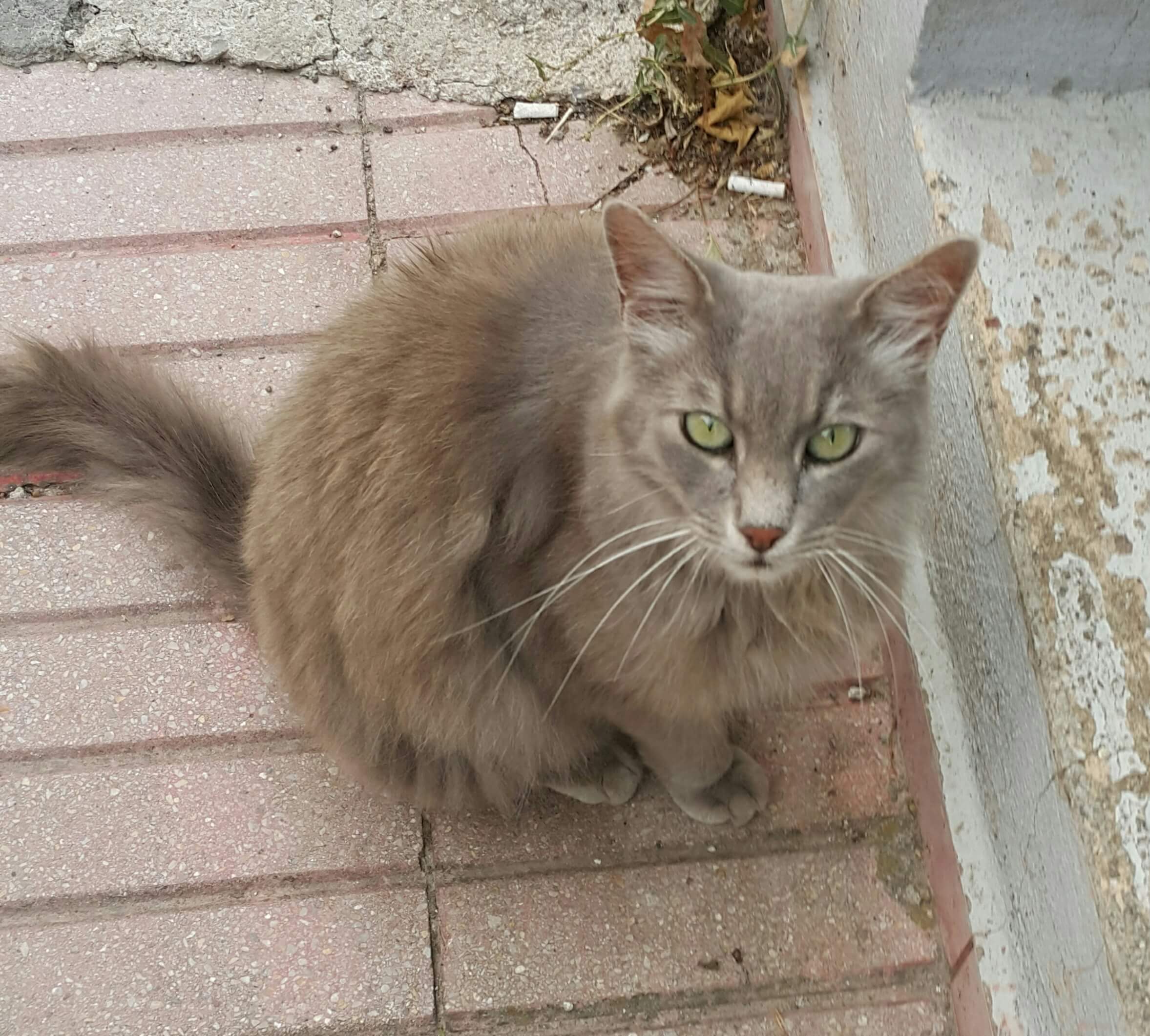 Balıkesir Merkez Kayıp Kedi İlanı 2666 Gören Duyan