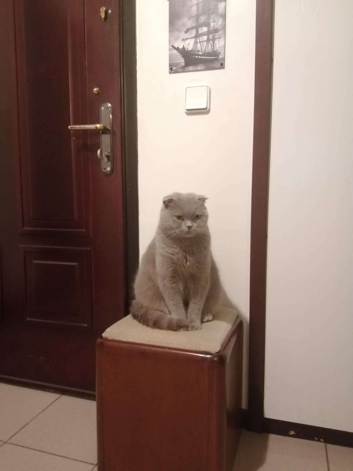 Ankara Çankaya Kayıp Kedi