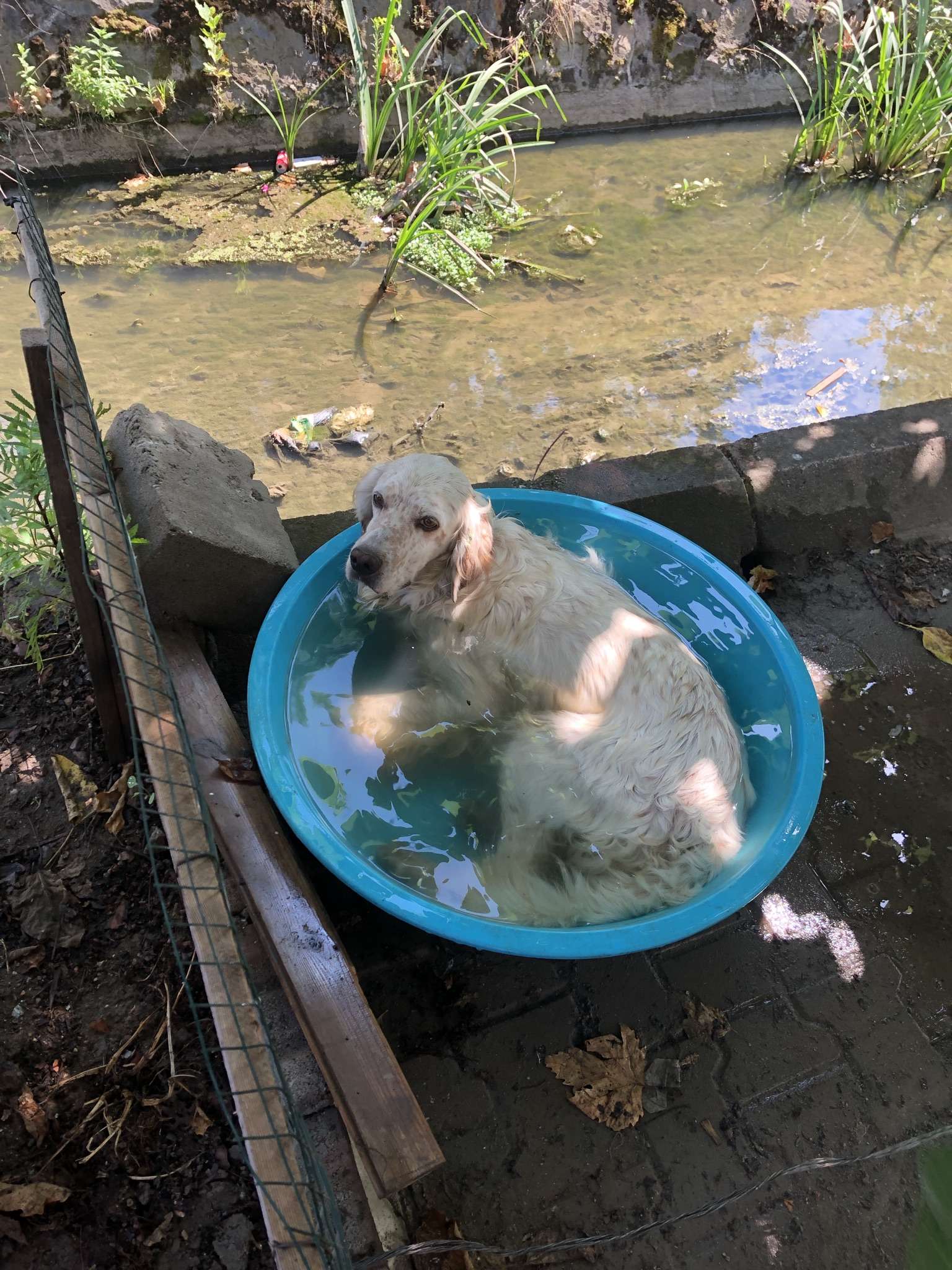 köpeğim kayıp