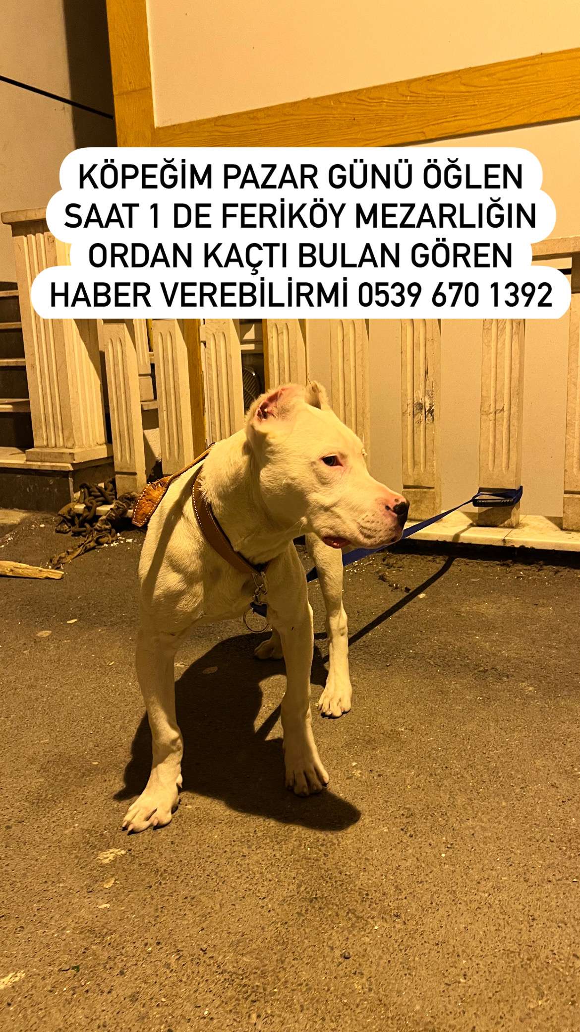 Kayıp köpek alfa