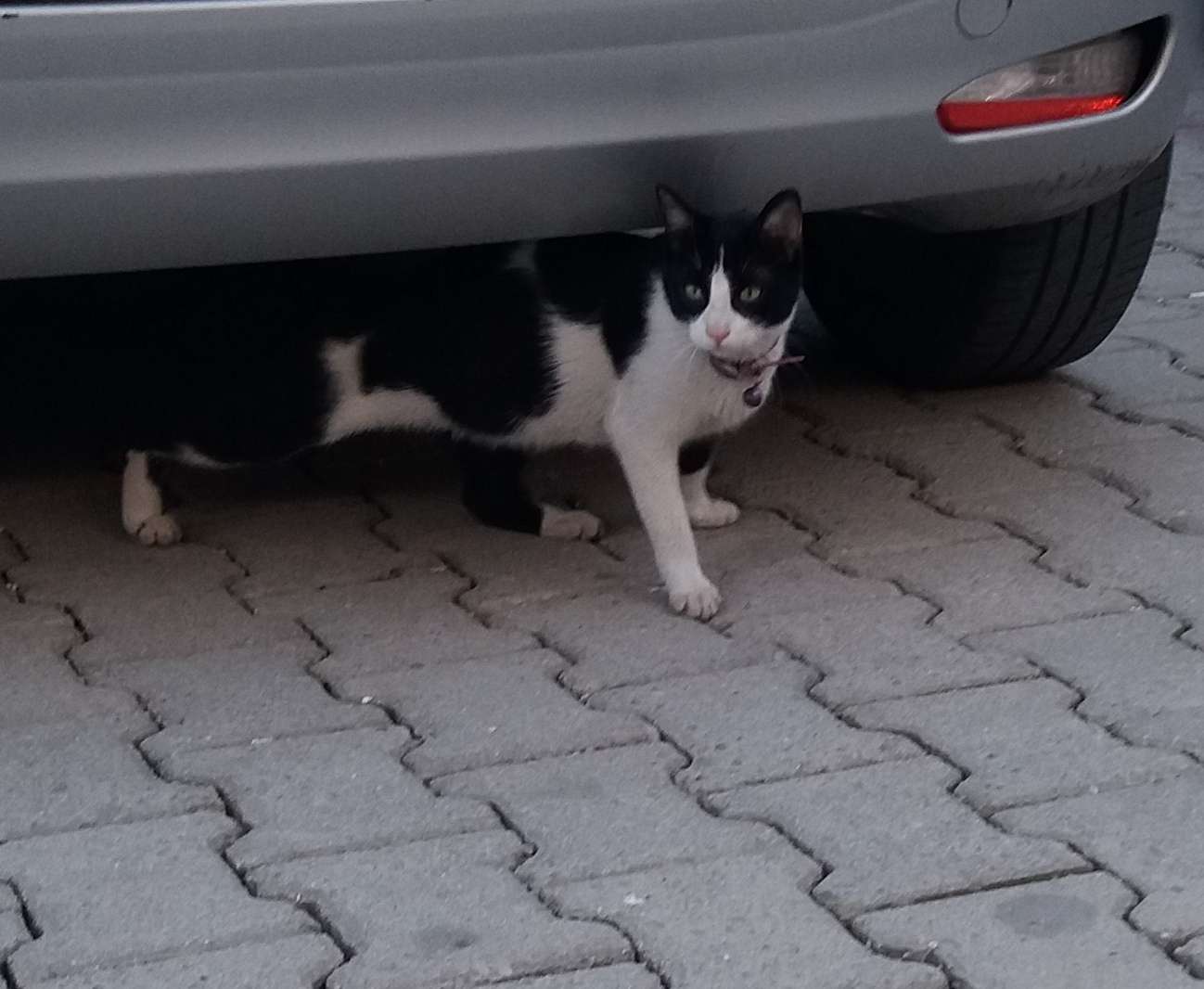 kayıp tasmalı kedi